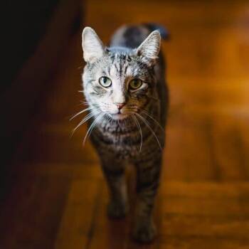 Domestic Short Hair Cats Available for Adoption in New York, New York - Buddy | PetCurious