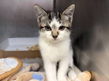 SMOKE -  Domestic Medium Hair Cat Available for Adoption in Tulsa, Oklahoma - SMOKE | PetCurious