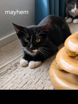 Mayhem -  Domestic Short Hair Cat for Adoption in Oviedo, Florida - Mayhem | PetCurious
