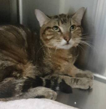 Rescue Domestic Short Hair Cats for Adoption in Youngtown, Arizona - Marble 25 | PetCurious