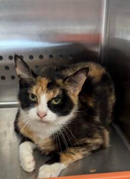 Domestic Short Hair Cats Available for Adoption in Columbia, Tennessee - Java | PetCurious