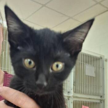 Faith -  Domestic Short Hair Cat for Adoption in Zanesville, Ohio - Faith | PetCurious