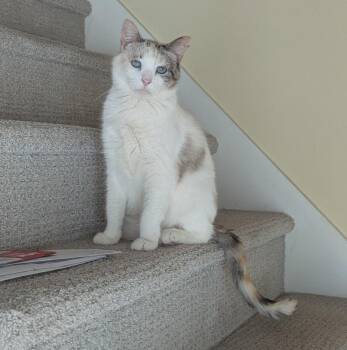Brie -  Siamese Cat for Adoption in Blaine, Minnesota - Brie | PetCurious
