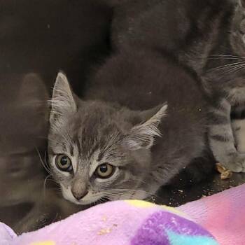 Pandy Paws -  Domestic Short Hair Cat for Adoption in Salt Lake City, Utah - Pandy Paws | PetCurious