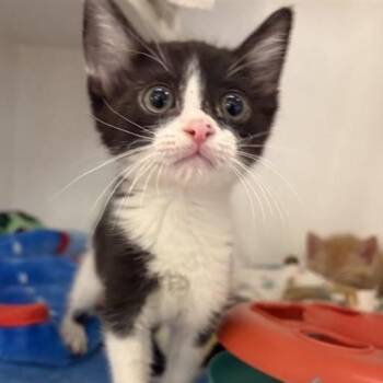 Domestic Short Hair Cats Available for Adoption in Phoenix, Arizona - Oscar Mayer | PetCurious