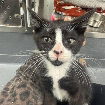 Domestic Short Hair Cats Available for Adoption in Hilton Head Island, South Carolina - Ivar | PetCurious