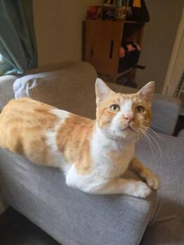 Mishu -  Domestic Short Hair Cat for Adoption in Pompano Beach, Florida - Mishu | PetCurious