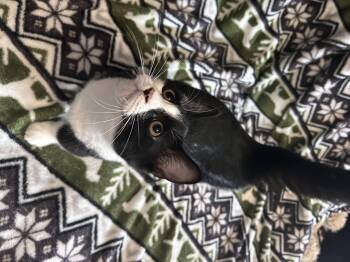 Rescue Domestic Short Hair Cats for Adoption in Humble, Texas - Cuervo | PetCurious