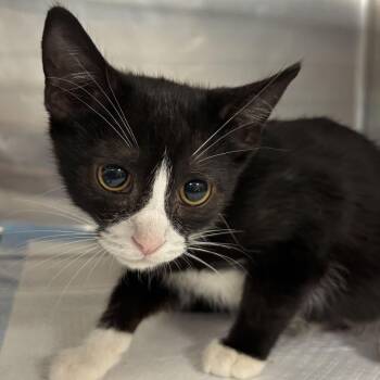 Mickie -  Domestic Short Hair Cat for Adoption - Mickie | PetCurious