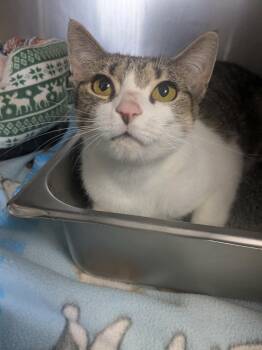 Big Mama -  Domestic Short Hair Cat for Adoption in Lock Haven, Pennsylvania - Big Mama | PetCurious