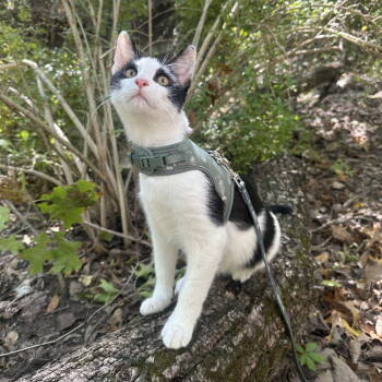 Rescue Domestic Short Hair Cats for Adoption in Dallas, Texas - Judo | PetCurious