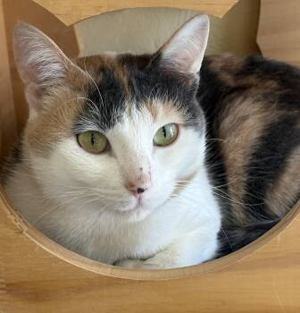 Dilute Calico Cats Available for Adoption in Prescott, Arizona - JELLY BEAN | PetCurious