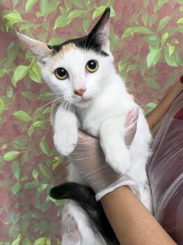 Glacier -  Domestic Short Hair Cat for Adoption in San Antonio, Texas - Glacier | PetCurious