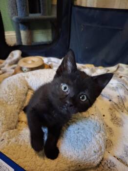 Domestic Short Hair Cats Available for Adoption in West Peoria, Illinois - Smokey (Squirt) R. | PetCurious