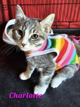 Charlotte -  Domestic Short Hair Cat for Adoption in Kitchener, Ontario - Charlotte | PetCurious