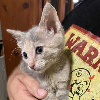 Jess Dyal-SD -  Domestic Short Hair Cat for Adoption in Tallahassee, Florida - Jess Dyal-SD | PetCurious