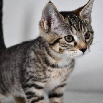 Willa -  American Shorthair Cat Available for Adoption in Johnson City, Tennessee - Willa | PetCurious