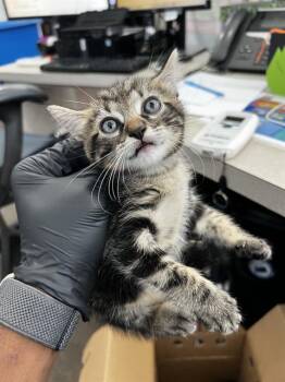 MATER -  Domestic Medium Hair Cat for Adoption in Dallas, Texas - MATER | PetCurious