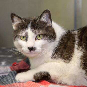 Domestic Short Hair Cats Available for Adoption in Versailles, Kentucky - Pistachio | PetCurious