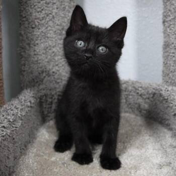 Domestic Short Hair Cats Available for Adoption in Port Richey, Florida - Nova | PetCurious