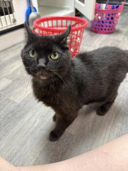 Blanche -  Domestic Short Hair Cat for Adoption in West Mifflin, Pennsylvania - Blanche | PetCurious