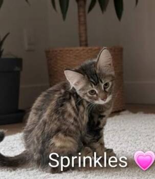 Sprinkles -  Domestic Medium Hair Cat for Adoption in Las Vegas, Nevada - Sprinkles | PetCurious