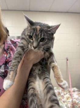 Nubby -  Domestic Short Hair Cat for Adoption in Palm Coast, Florida - Nubby | PetCurious