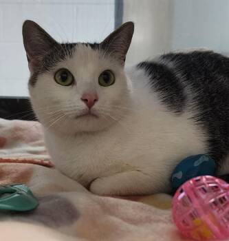 Camere -  Domestic Medium Hair Cat Available for Adoption in Cottonwood, Arizona - Camere | PetCurious