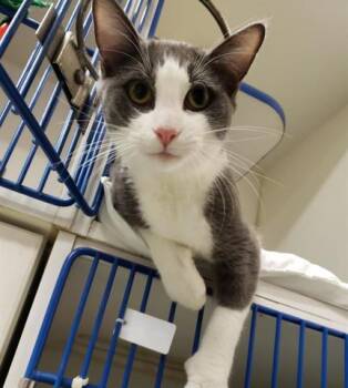Rescue Domestic Short Hair Cats for Adoption in Palmetto, Florida - OSBORN | PetCurious