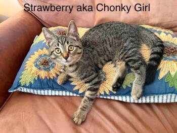 Strawberry -  Domestic Short Hair Cat for Adoption in Ferndale, Michigan - Strawberry | PetCurious
