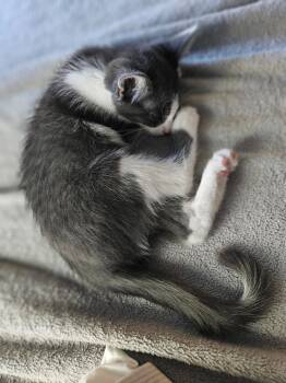 Catrick Swayze -  Domestic Short Hair Cat for Adoption in Antioch, California - Catrick Swayze | PetCurious