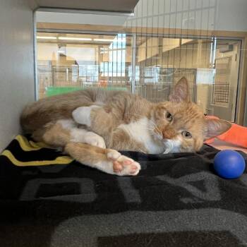 Ernest (Ernie) -  Domestic Short Hair Cat for Adoption in Cedar Rapids, Iowa - Ernest (Ernie) | PetCurious