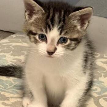 Crumb Raider -  Domestic Short Hair Cat Available for Adoption in Denver, Colorado - Crumb Raider | PetCurious