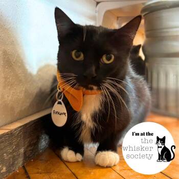 Roseanne -  Domestic Short Hair Cat for Adoption in West Allis, Wisconsin - Roseanne | PetCurious