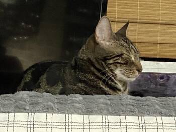 Domestic Short Hair Cats Available for Adoption in Virginia Beach, Virginia - Jupiter | PetCurious