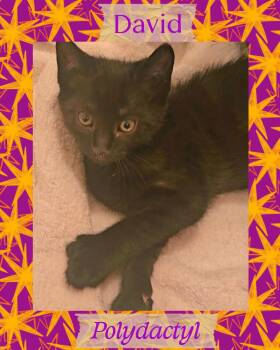 David -  Extra Toes Cat Hemingway Polydactyl Cat for Adoption in Pasco, Washington - David | PetCurious
