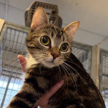 Supergoop -  Domestic Short Hair Cat Available for Adoption in Goleta, California - Supergoop | PetCurious