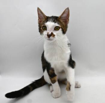 Little Foot -  Domestic Short Hair Cat for Adoption in Mobile, Alabama - Little Foot | PetCurious