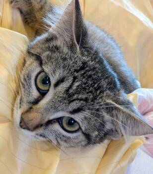 Isabetta -  Domestic Short Hair Cat for Adoption in Bellevue, Washington - Isabetta | PetCurious