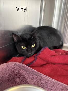 Domestic Short Hair Cats Available for Adoption - Vinyl | PetCurious