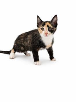 Kat -  Domestic Short Hair Cat for Adoption in Bowling Green, Kentucky - Kat | PetCurious