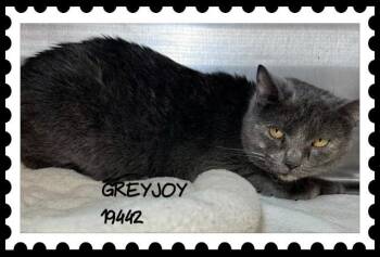 GREYJOY -  Domestic Short Hair Cat Available for Adoption in Marietta, Georgia - GREYJOY | PetCurious