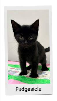 Fudgesicle -  Domestic Short Hair Cat for Adoption in Caistor Centre, Ontario - Fudgesicle | PetCurious