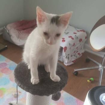 Kerfuffle -  Turkish Van Cat for Adoption in Wichita, Kansas - Kerfuffle | PetCurious