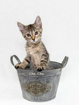 Cha Cha -  Domestic Short Hair Cat for Adoption in Hot Springs Village, Arkansas - Cha Cha | PetCurious