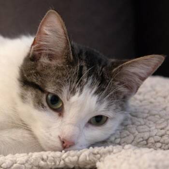 Domestic Short Hair and Tabby Cats Available for Adoption in Liverpool, Texas - Sherman | PetCurious
