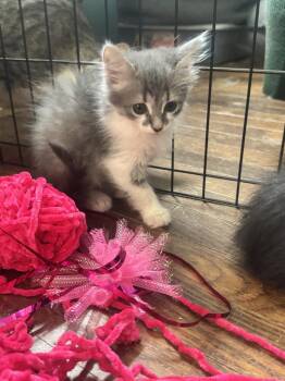 Hans -  Domestic Medium Hair Cat Available for Adoption in Wilmington, North Carolina - Hans | PetCurious