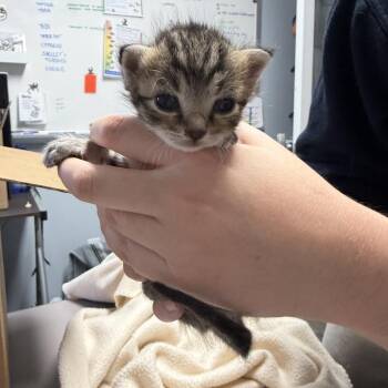 Pee Wee -  Domestic Short Hair Cat for Adoption in Durham, North Carolina - Pee Wee | PetCurious