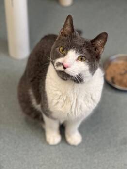Rescue Domestic Short Hair Cats for Adoption in Cumberland, Maine - Chris (aka Tony) | PetCurious