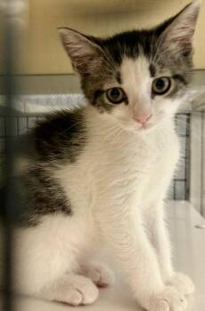 Bernadette 3.12.26 -  Domestic Short Hair Cat Available for Adoption in Apopka, Florida - Bernadette 3.12.26 | PetCurious